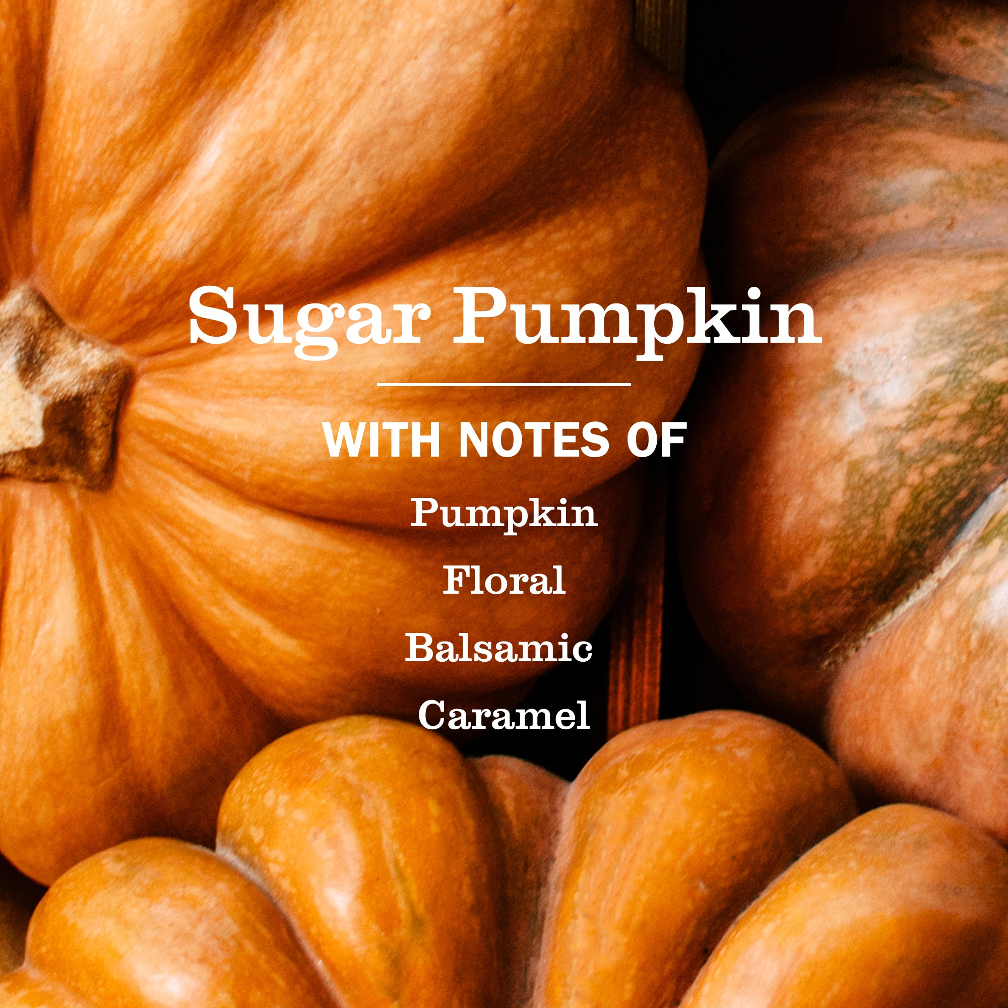 Sugar Pumpkin Plug In Scented Oil Refill. 2-Pack - Image 4