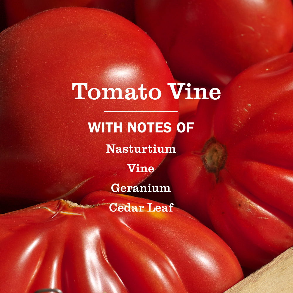 Tomato Vine Liquid Hand Soap 3-count Bundle - Image 4